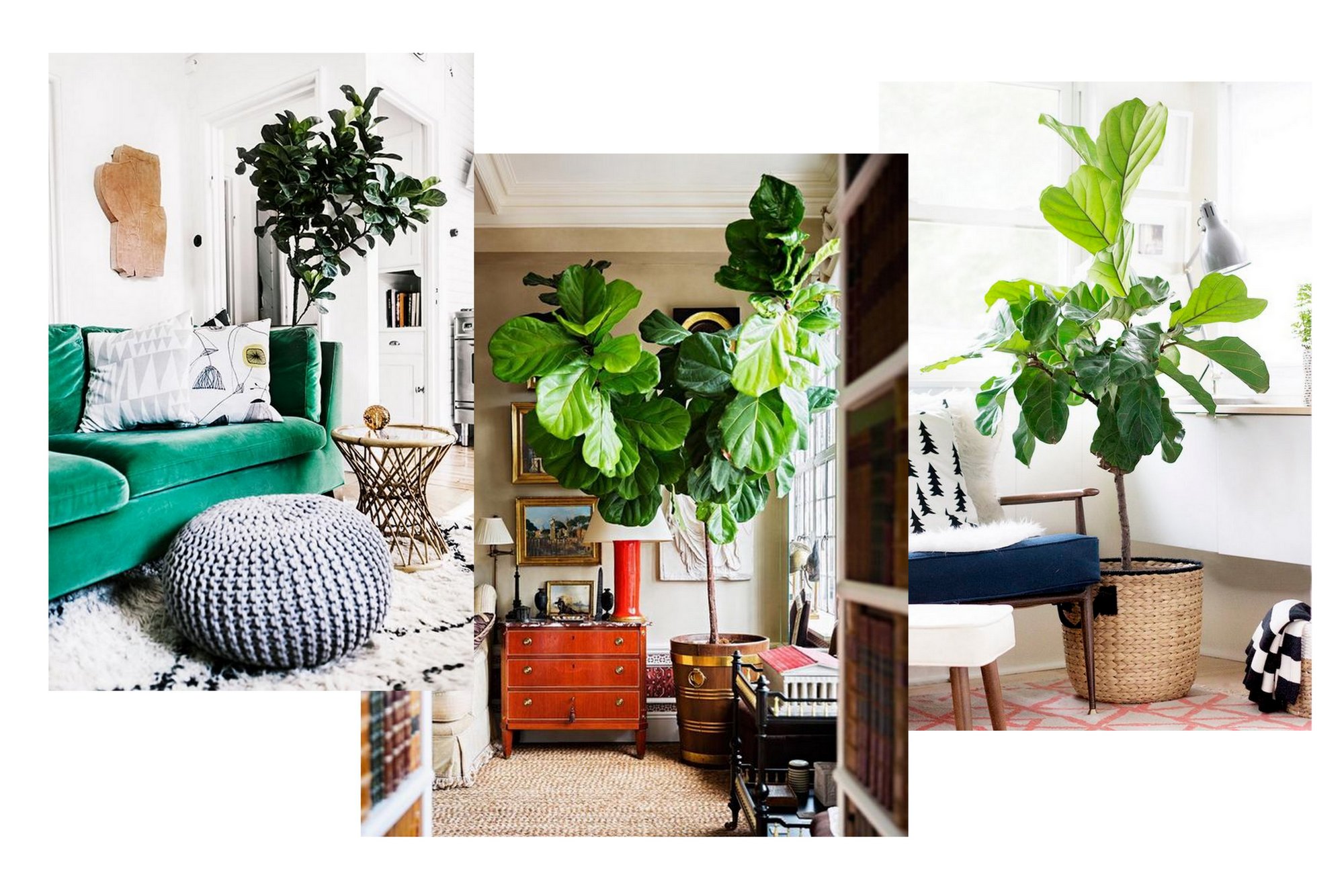 Fiddle Leaf Fig Ficus